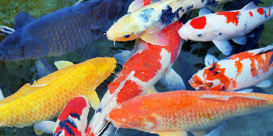 Gift A Feast To Our Koi Fish at LegaSea